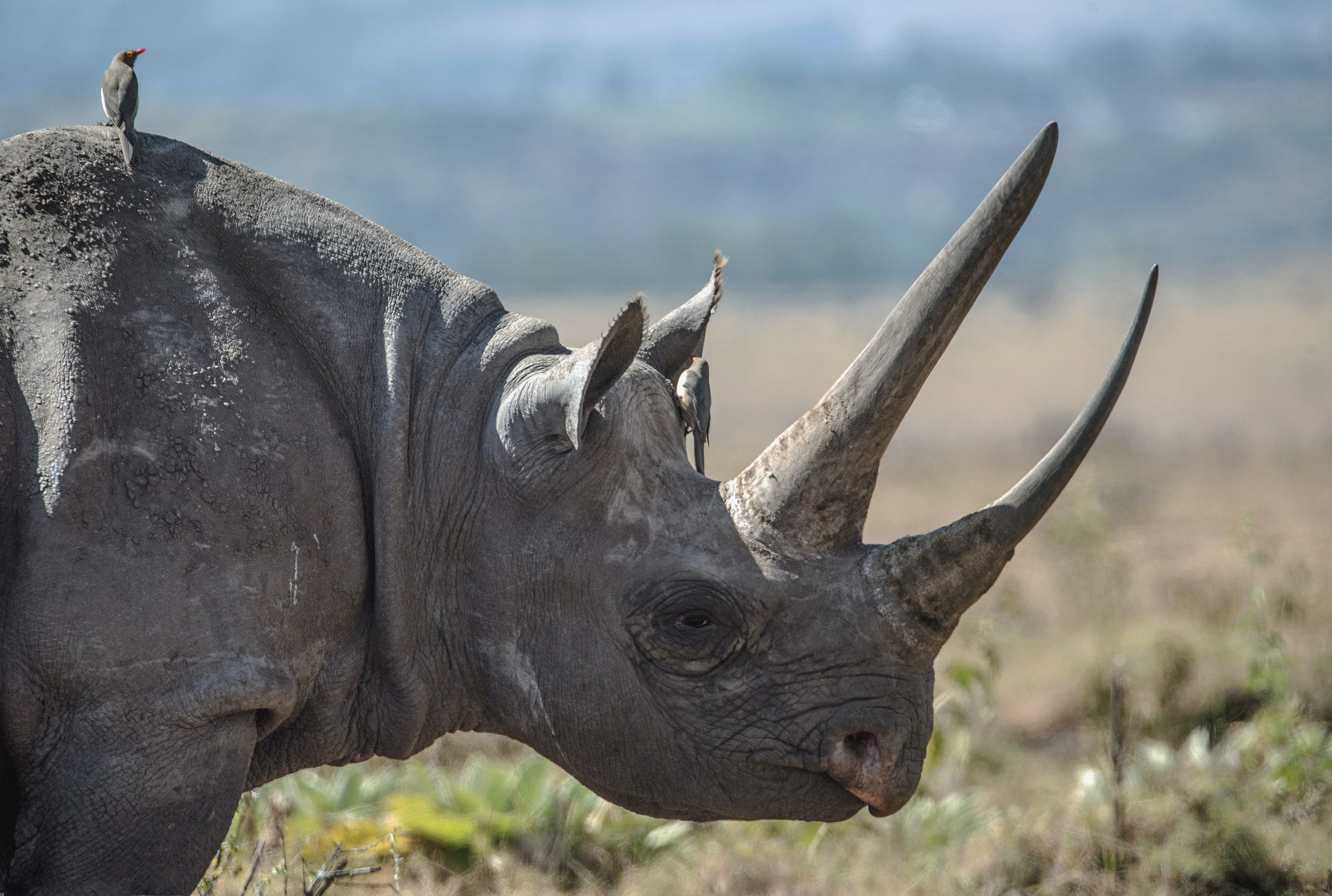 kenya vs tanzania